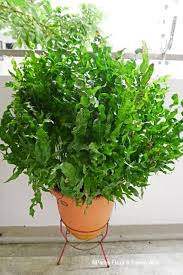 Image result for Microsorum scolopendria