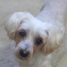 Maybe you would like to learn more about one of these? 77 Maltese Bichon Frise Mix L2sanpiero