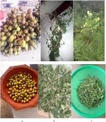 Image result for Celosia trigyna