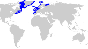 For faster navigation, this iframe is preloading the wikiwand page for grönlandhai. Eishai Meeresrauber Der Superlative Zeit Online