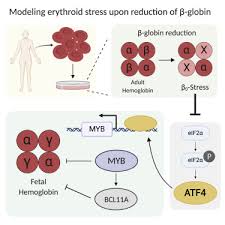 Mai og forberedelsene mot ol lotte miller, vi heier på deg! Atf4 Regulates Myb To Increase G Globin In Response To Loss Of B Globin Sciencedirect