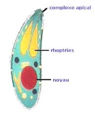 Memoire Online Le Suivi Serologique De La Toxoplasmose Chez La Femme Enceinte Ghania Amel Belamari