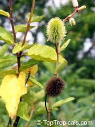 Image result for Clappertonia ficifolia