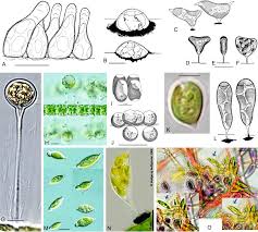 Image result for Carex chlorosaccus