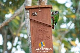 Image result for Pycreus permutatus