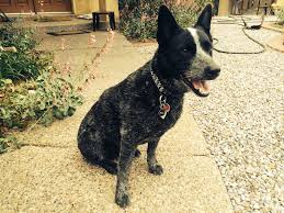 Haircut Cattle Dog Puppies Australian Cattle Dog