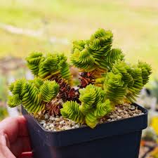 Image result for Crassula