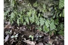 Image result for Elaphoglossum macropodium
