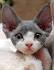 Furrydance Cornish Rex Cattery: Cornish Rex Rescue