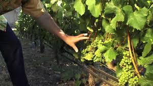 For before the harvest, when the blossom is over, and the flower becomes a ripening grape, he cuts off the shoots with pruning hooks, and the spreading branches he lops off and clears away. T J Rodgers On How And Why To Strip Leaves From Grape Vines Youtube
