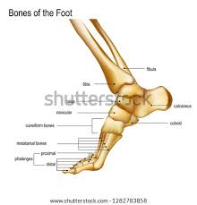 Learn vocabulary, terms and more with flashcards, games and other study tools. Human Leg Bone Diagram Legs Bones Diagram Top Wiring Diagram Gallery Circuit Lightstock Circuit Lightstock Aiellopresidente It File Is Ready To Render Umair Aguilar