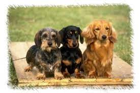 It's now safe to use the front door! New Page 1 Dachshund Puppies Dachshund Dog Weiner Dog Puppies