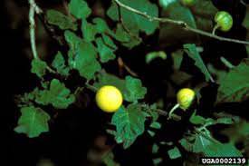 Image result for Solanum viarum