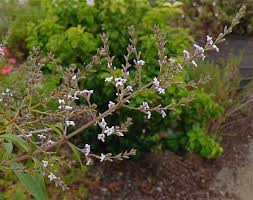 Image result for Aloysia