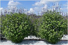 Image result for Stachytarpheta cayennensis