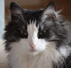 Black And White Cat Breeds Cat Breeds Encyclopedia