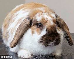 Charity Warns Feeding Rabbits Too Many Carrots Is Making Them Obese Animals Pets Animal Charities