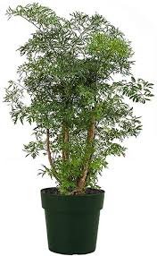 Their leaves can vary from feathery (like the ming aralia) to glossy and round (fabian aralia). Amazon Com American Plant Exchange Dwarf Ming Aralia Tree Indoor Outdoor Air Purifier Live Plant 6 Pot Green Brown Garden Outdoor