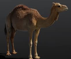 Cut out the tails from the printed sheets. Artstation Camel 3d Model Rigging Animated Fur Resources