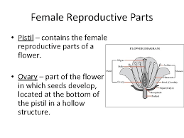 The flower has both male and female reproductive parts. Chapter 7 Plant Reproduction Plants Come In A