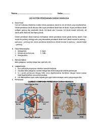 Pada kali ini kami akan membagikan contoh latihan soal kelas 5 sd mi. Soal Soal Sistem Peredaran Darah Manusia Kelas 8 Masnurul