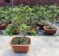 Small Windswept Indoor Pistacia bonsai tree supplier ...
