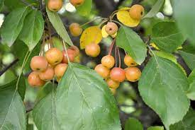 Crabapple trees enhance the aesthetics of lawns with their attractive foliage and fragrant blossoms. A Taste Of Fall Homemade Pickled Crabapples Stark Bro S Crab Apple Homemade Granny Smith Apples