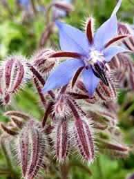 Image result for Boraginaceae