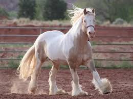 His stud fee is $2000. Raven Ranch Gvhs 15 1h Pearl Buckskin Gypsy Vanner Facebook