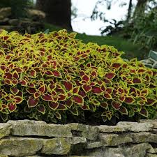 Image result for Coleus gracillimus