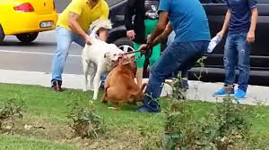 Pitbull Vahseti Dolapdere Pitbull Dog Fight Youtube