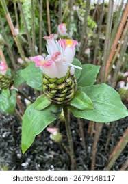 Image result for Costus afer