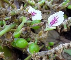 how to grow cardamom growing cardamom elaichi balcony garden web cardamom plant growing vegetables indoors growing vegetables how to grow cardamom growing cardamom
