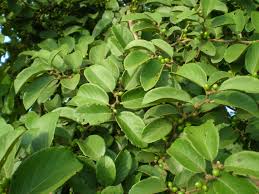 Image result for Bridelia micrantha