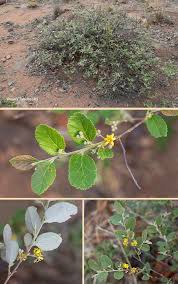 Image result for Grewia hornbyi