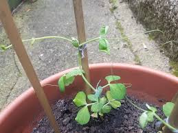 Yellow leaves are the symptoms of sick plants. What Is Causing My Peas To Wilt Gardening Landscaping Stack Exchange