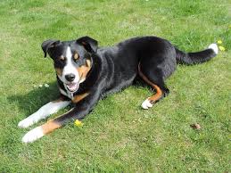 Die dürrbächler, wie man die urväter der berner sennenhunde nannte, kommen aus einem kleinen weiler namens dürrbach in der schweiz. Appenzeller Sennenhund Charakter Wesen Und Steckbrief