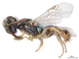 Image result for Isoglossa perdita