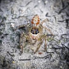 Image result for Disperis sp. nov. aff. macowanii