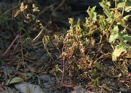 Image result for Nothosaerva brachiata