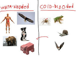 Most mammals maintain the internal body temperature between 34º and 38º. Warm Cold Blooded Animals Science Showme