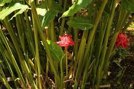 Image result for Laggera elatior