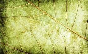 Todos os dias nós adicionamos os melhores filmes para adultos. Download Imagens Folhas Secas Textura 4k Macro Deixa Folhas De Textura Folhas Verdes Textura Folha Verde Folhas Verdes Teste Padrao Da Folha Folha De Texturas Gratis Imagens Livre Papel De Parede