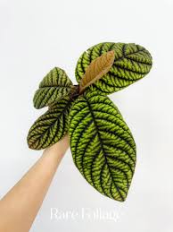 Image result for Ardisia