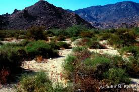 Image result for Salsola rabieana