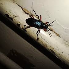 Image result for Erythrocephalum