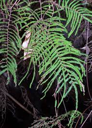 Image result for Gleicheniaceae