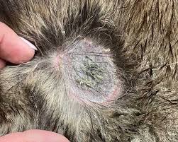 Image result for scrotum dog skin peeling