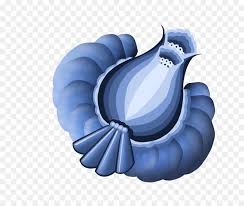 Sur le site les calendriers annuels et calendriers du mois sont aussi mentionnées de e.a. Dessin Couleur Bleu Png Dessin Couleur Bleu Transparentes Png Gratuit