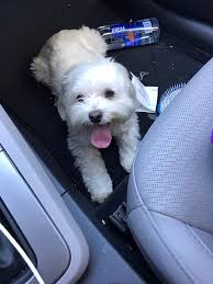 Introduction of New Puppies Charlie and George